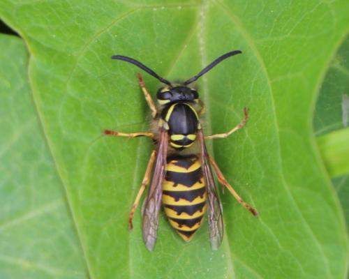 Réf. 279 425 : Vespula sp.